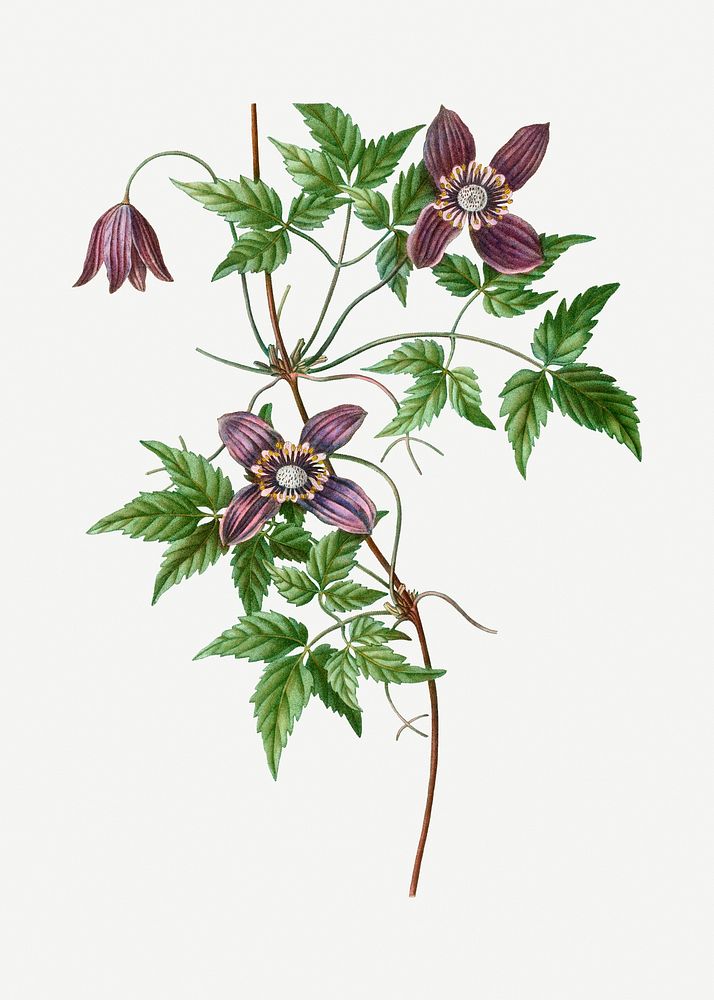 Alpine clematis flowering plant illustration