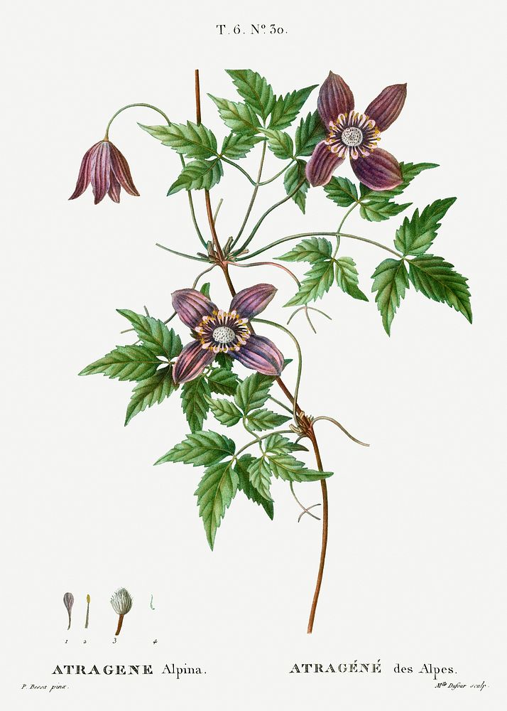 Alpine clematis (Atragene alpina) from Traité des Arbres et Arbustes que l’on cultive en France en pleine terre (1801–1819)…