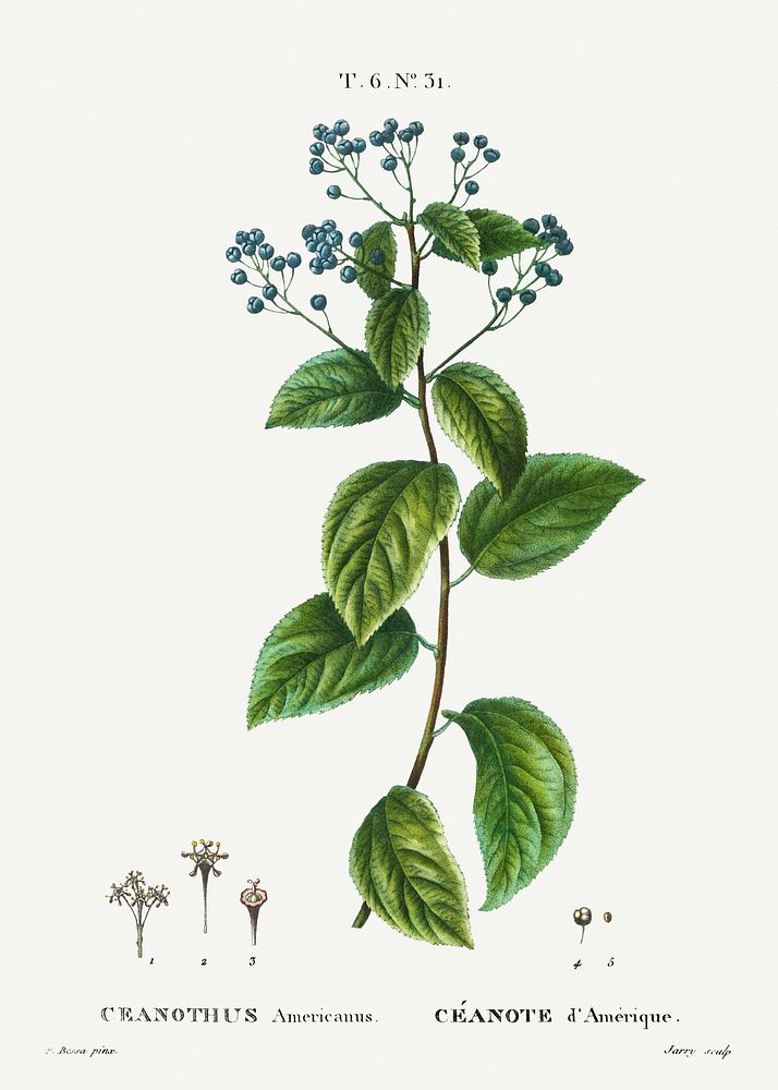 New Jersey tea, Ceanothus americanus from Trait&eacute; des Arbres et Arbustes que l'on cultive en France en pleine terre…