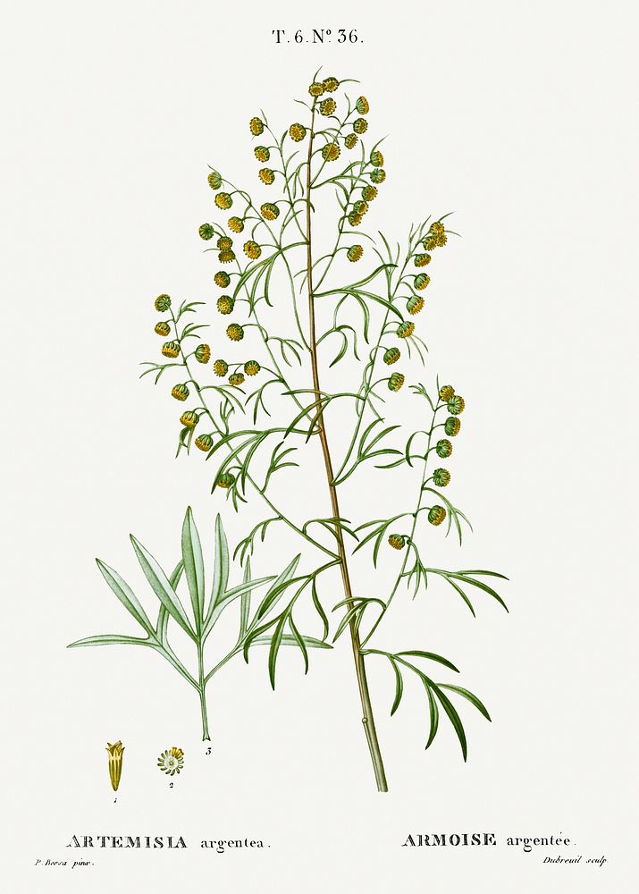 Madeira wormwood, Artemisia argentea from Trait&eacute; des Arbres et Arbustes que l'on cultive en France en pleine terre…