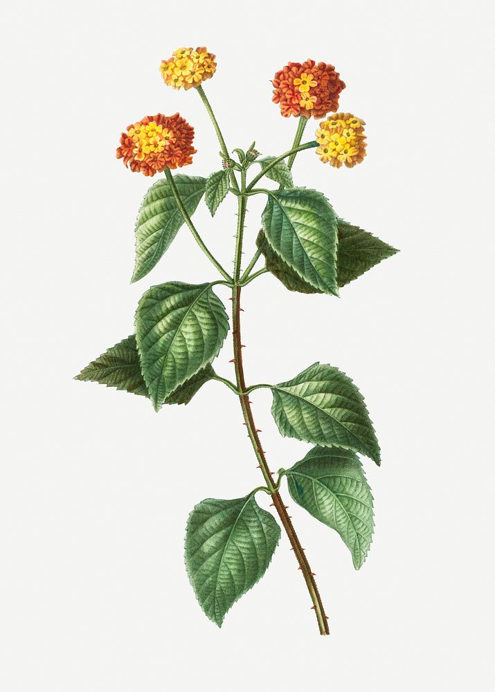 Tickberry on branches flowering plant illustration