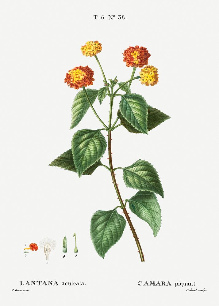 Tickberry (Lantana aculeata) from Trait&eacute; des Arbres et Arbustes que l&rsquo;on cultive en France en pleine terre…
