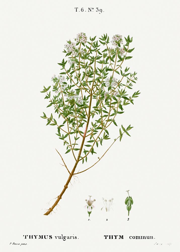 Garden thyme, Thymus vulgaris from Trait&eacute; des Arbres et Arbustes que l'on cultive en France en pleine terre…