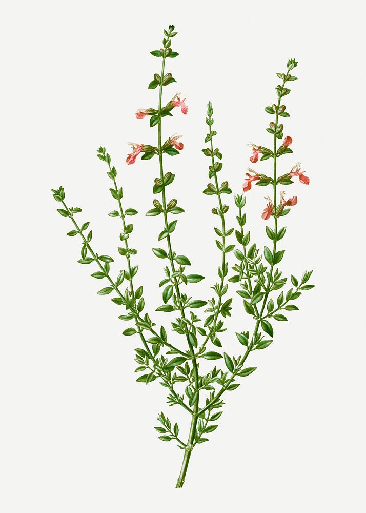 VIntage cat thyme plant illustration
