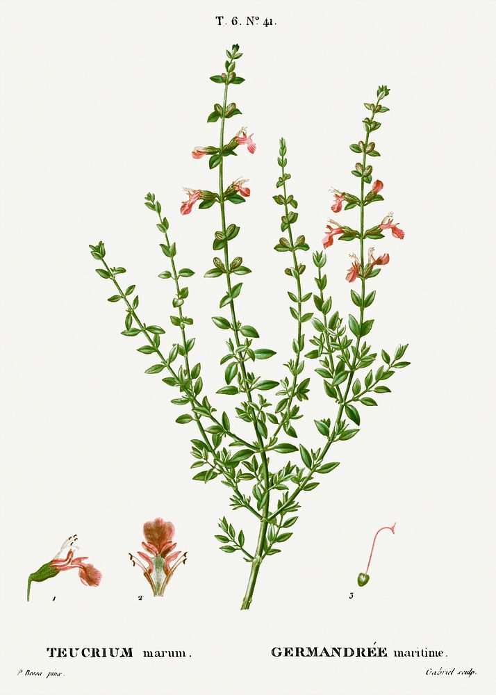 Cat thyme, Teucrium marum from Trait&eacute; des Arbres et Arbustes que l'on cultive en France en pleine terre…