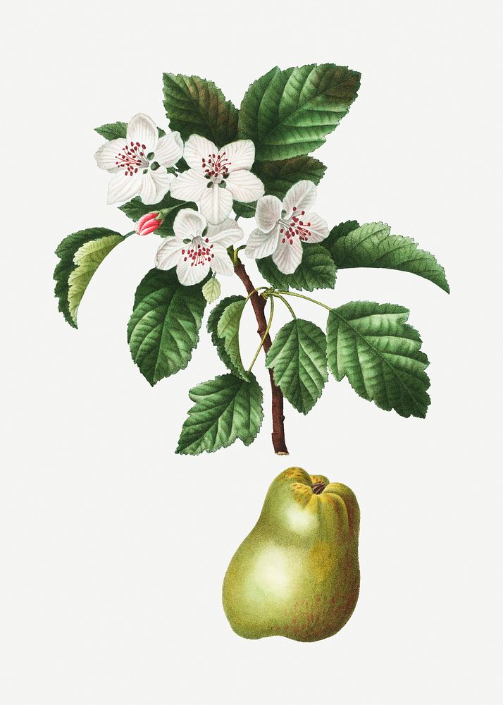 Sweet crabapple fruit plant illustration