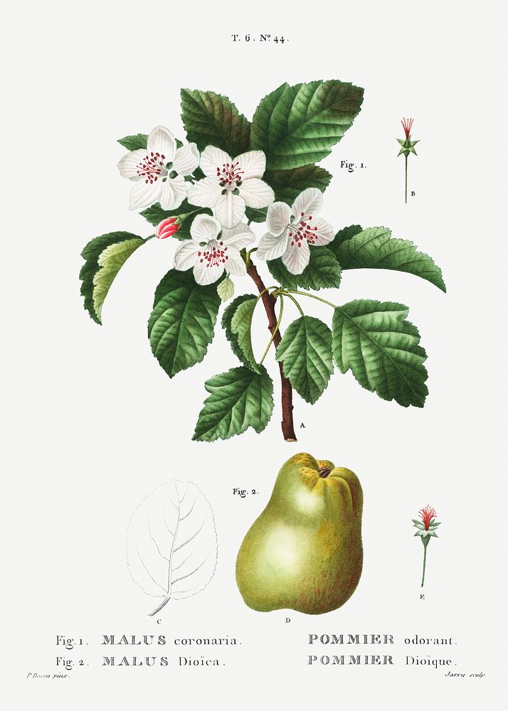1. Sweet crabapple (Malus coronaria) 2. Apple (Malus dioica) from Trait&eacute; des Arbres et Arbustes que l&rsquo;on…