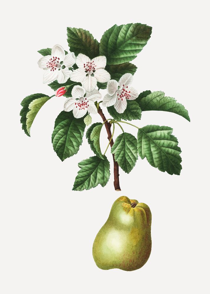 Vintage sweet crabapple and apple vector