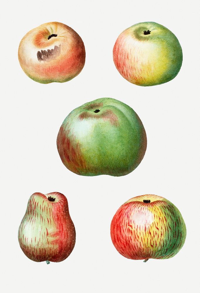 Vintage sweet apple fruits illustration