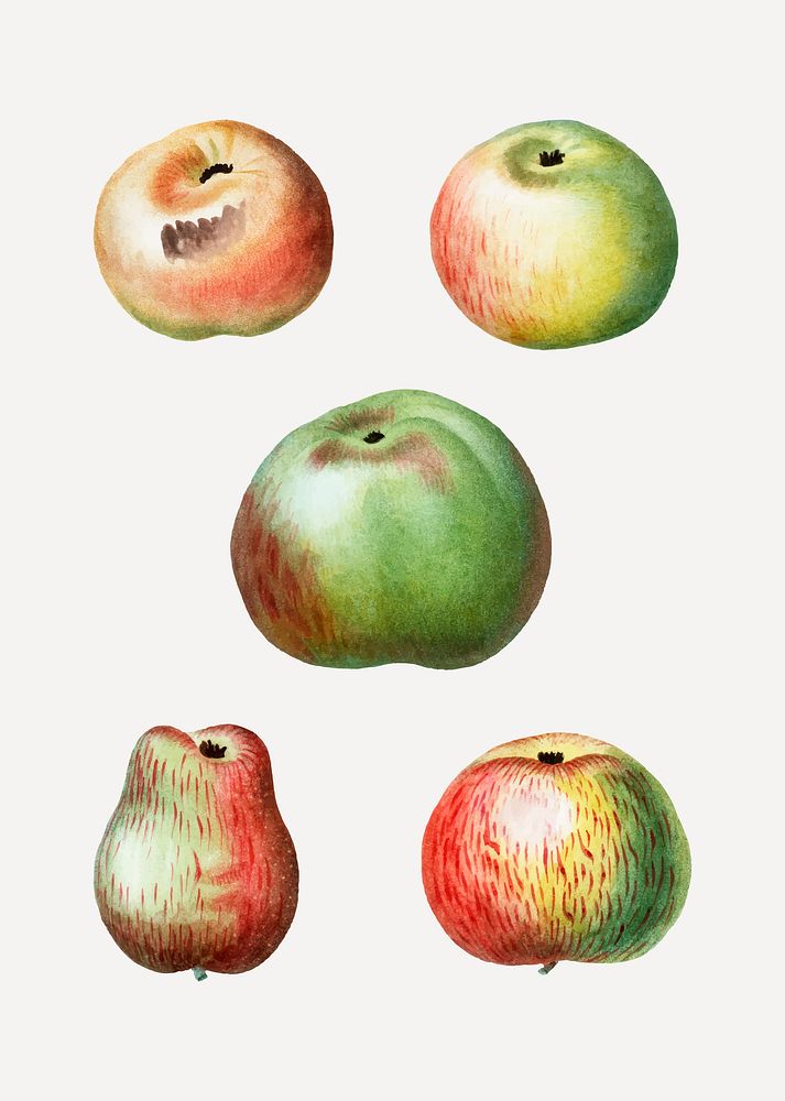 Vintage sweet apple fruits vector