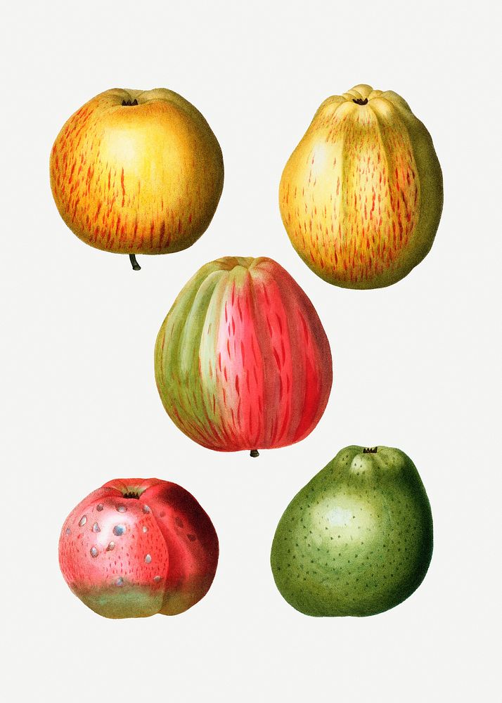 Various apple shapes fruit plant illustration