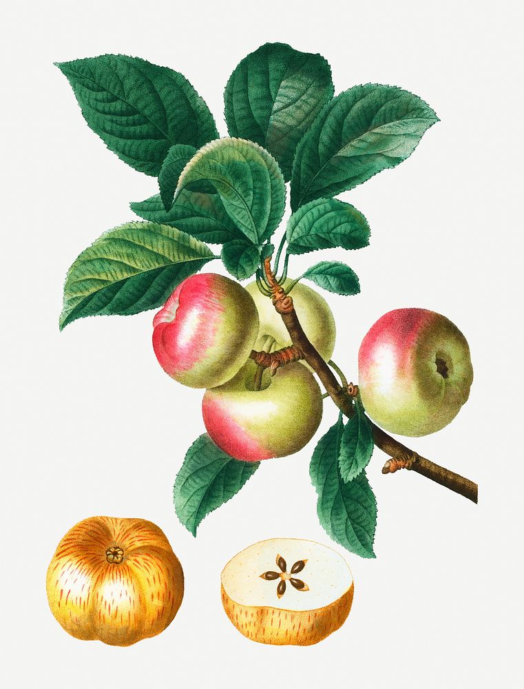 Vintage apples on a branch illustration