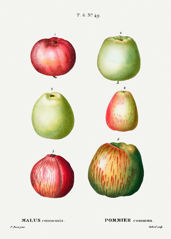 Apple (Malus communis) from Trait&eacute; des Arbres et Arbustes que l&rsquo;on cultive en France en pleine terre…