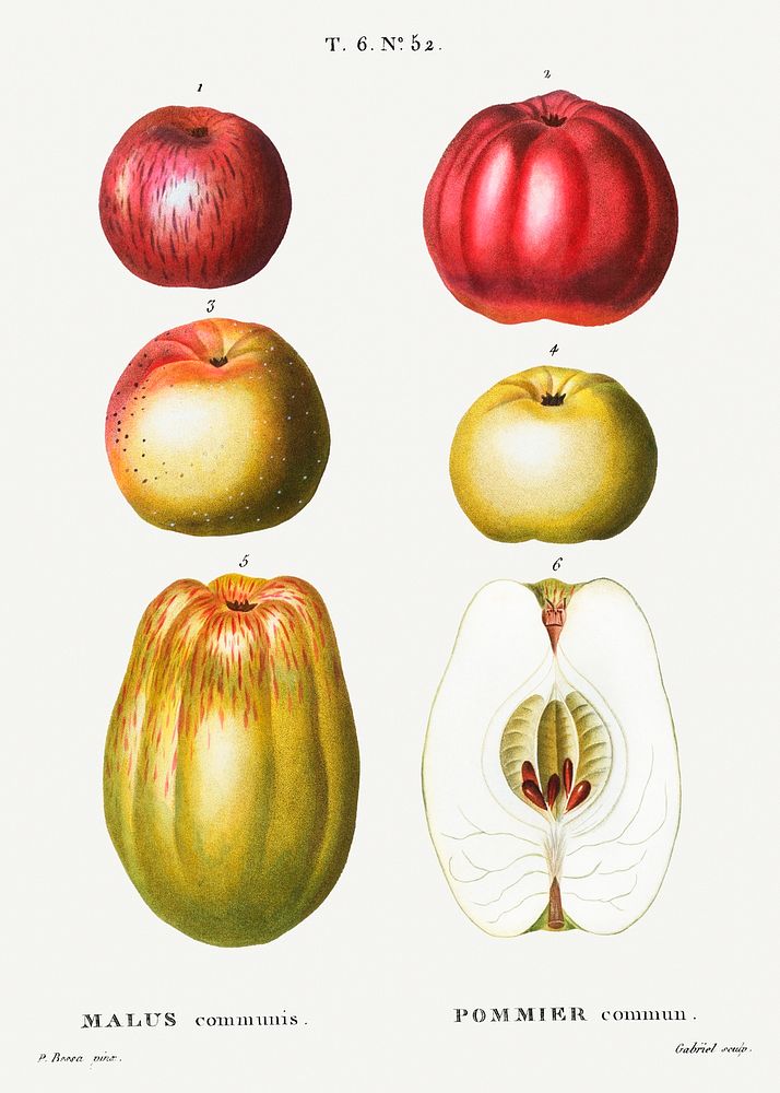 Apple, Malus communis from Trait&eacute; des Arbres et Arbustes que l'on cultive en France en pleine terre (1801&ndash;1819)…