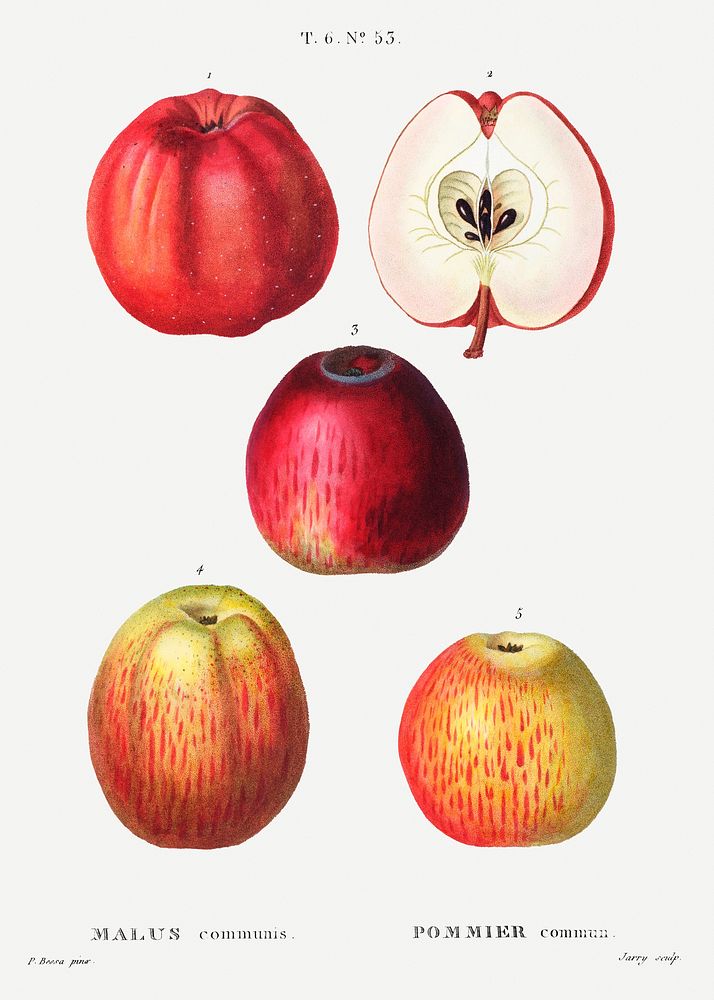 Apple, Malus communis from Trait&eacute; des Arbres et Arbustes que l'on cultive en France en pleine terre (1801&ndash;1819)…