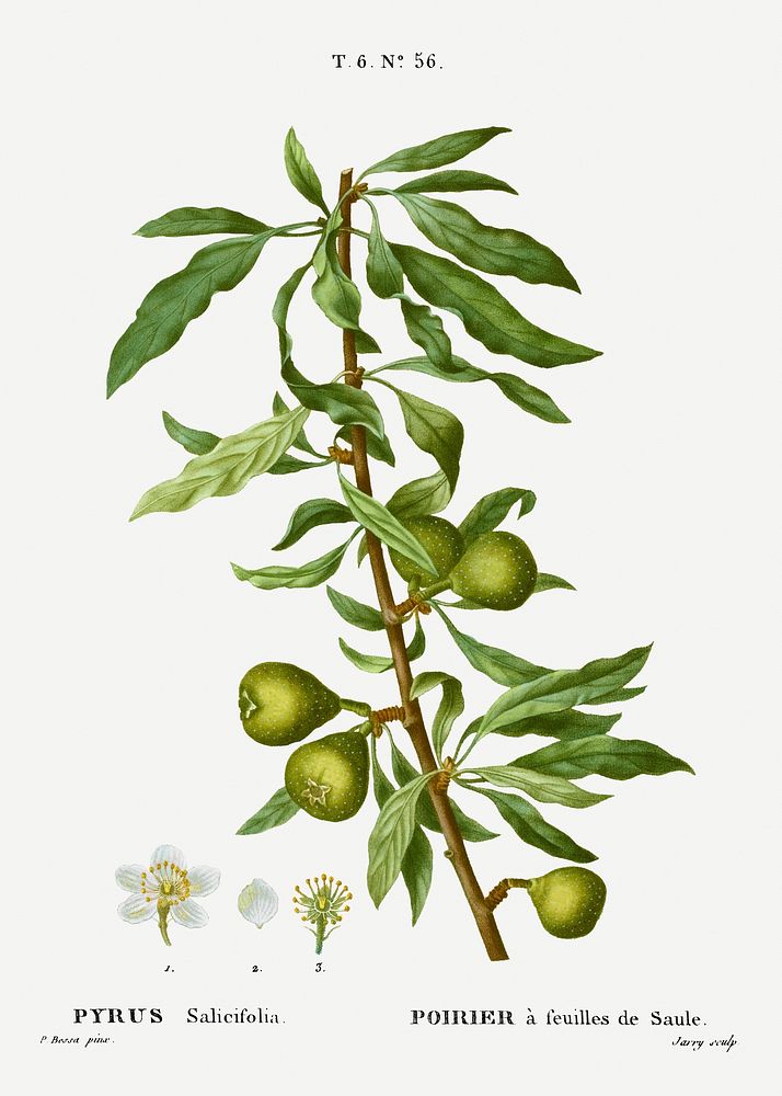 Willow-leaved pear, Pyrus salicifolia from Trait&eacute; des Arbres et Arbustes que l'on cultive en France en pleine terre…