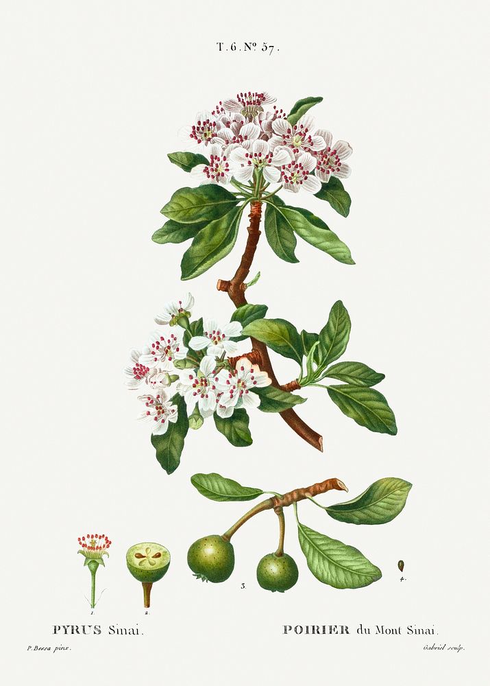 Almond-leaved pear, Pyrus sinai from Trait&eacute; des Arbres et Arbustes que l'on cultive en France en pleine terre…