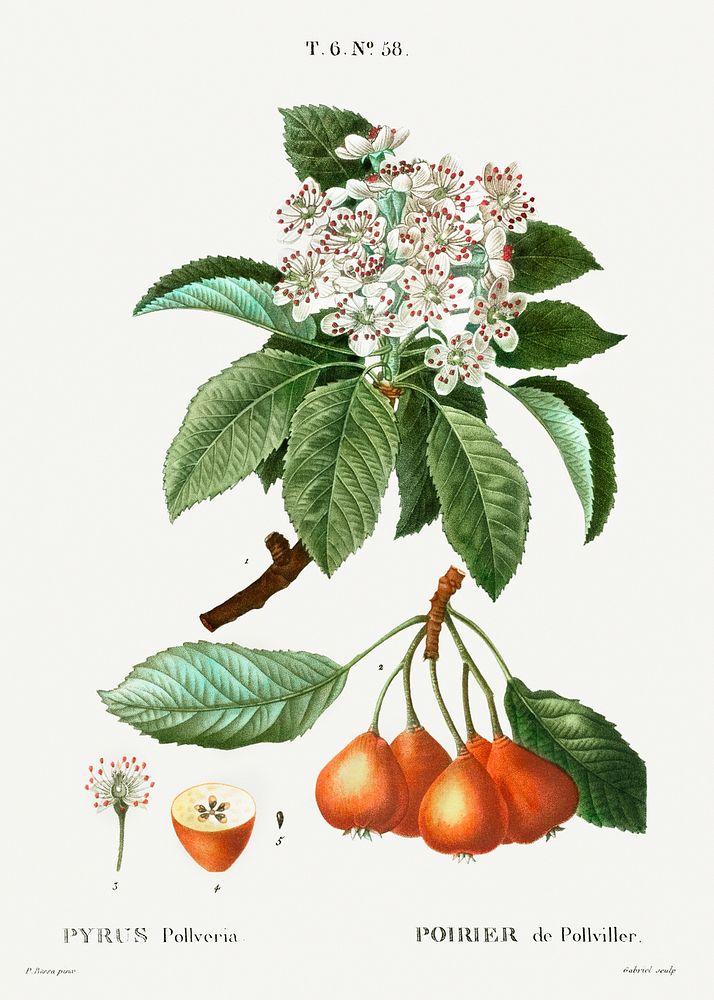 Shipova (Pyrus pollveria) from Trait&eacute; des Arbres et Arbustes que l&rsquo;on cultive en France en pleine terre…