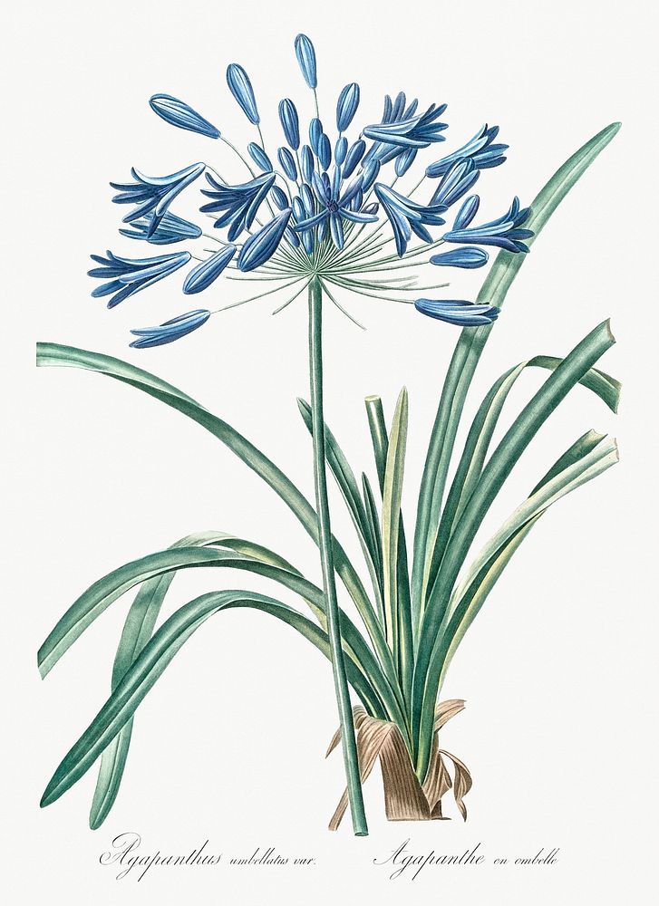 African lily illustration from Les liliac&eacute;es (1805) by Pierre-Joseph Redout&eacute;. Original from New York Public…