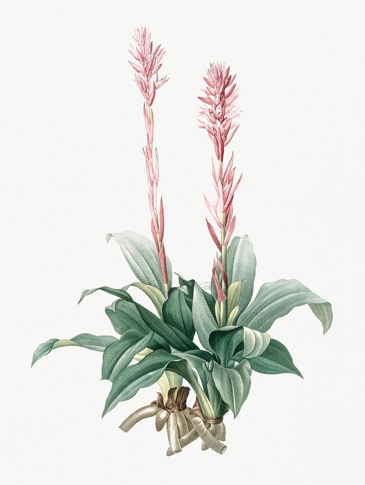 Vintage Illustration of Latin American lady orchid