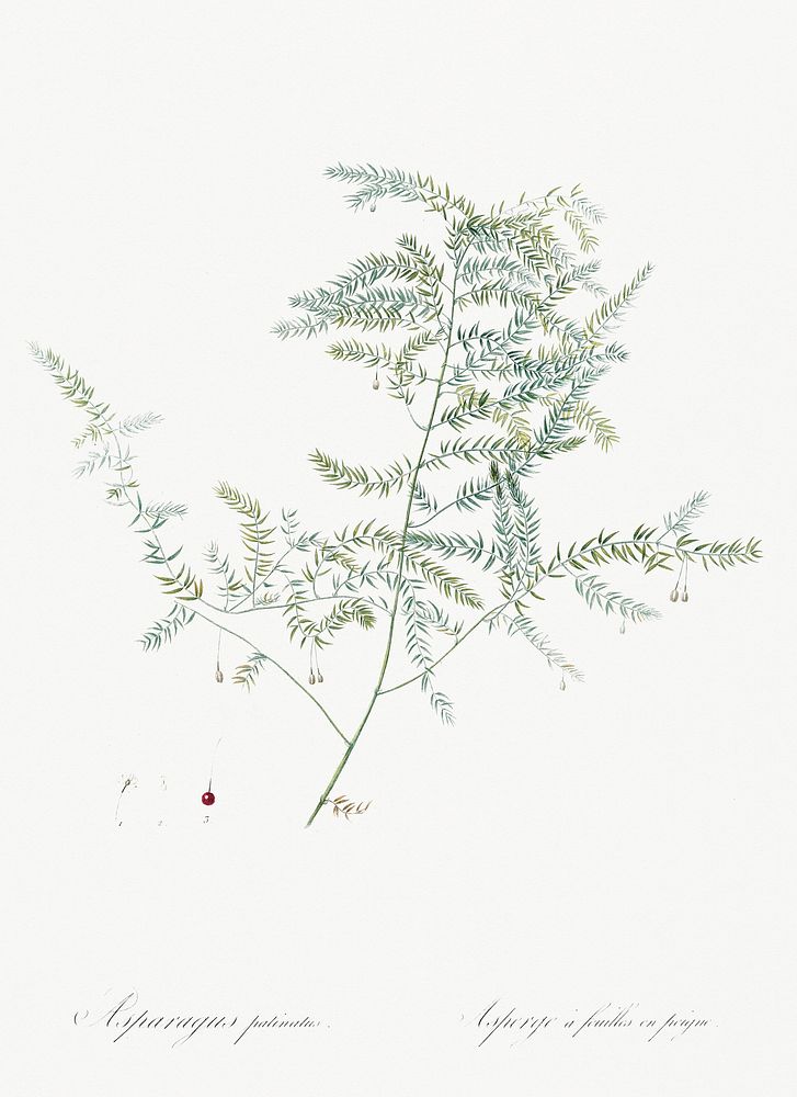 Climbing asparagus fern illustration from Les liliac&eacute;es (1805) by Pierre Joseph Redout&eacute; (1759-1840). Original…