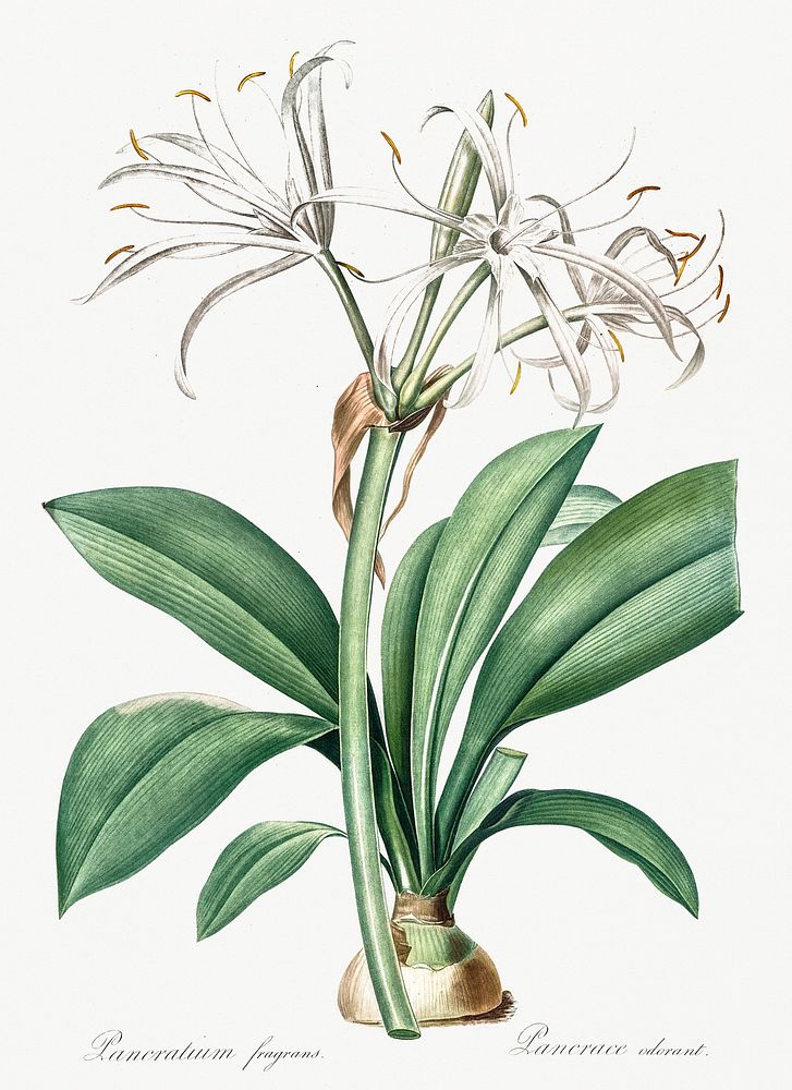 Spider lily illustration from Les liliac&eacute;es (1805) by Pierre-Joseph Redout&eacute;. Original from New York Public…