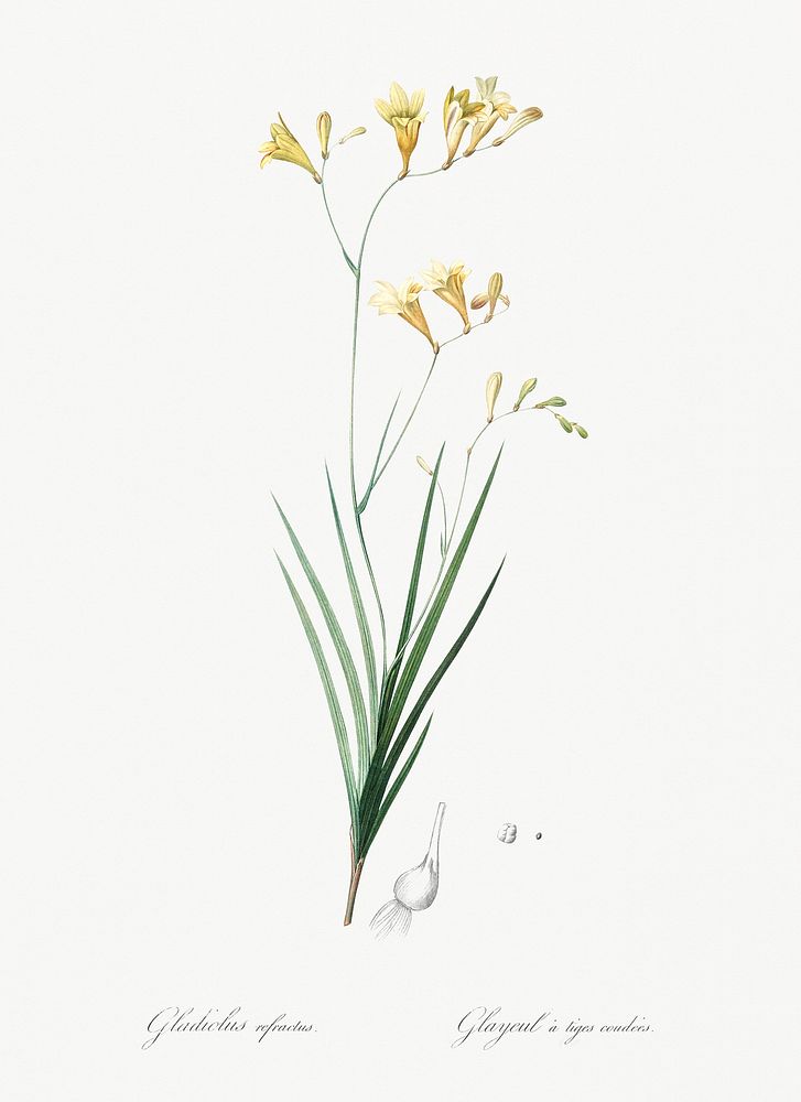 Freesia illustration from Les liliac&eacute;es (1805) by Pierre Joseph Redout&eacute; (1759-1840). Original from New York…