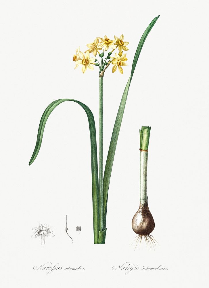 Cowslip cupped daffodil illustration from Les liliac&eacute;es (1805) by Pierre Joseph Redout&eacute; (1759-1840). Original…