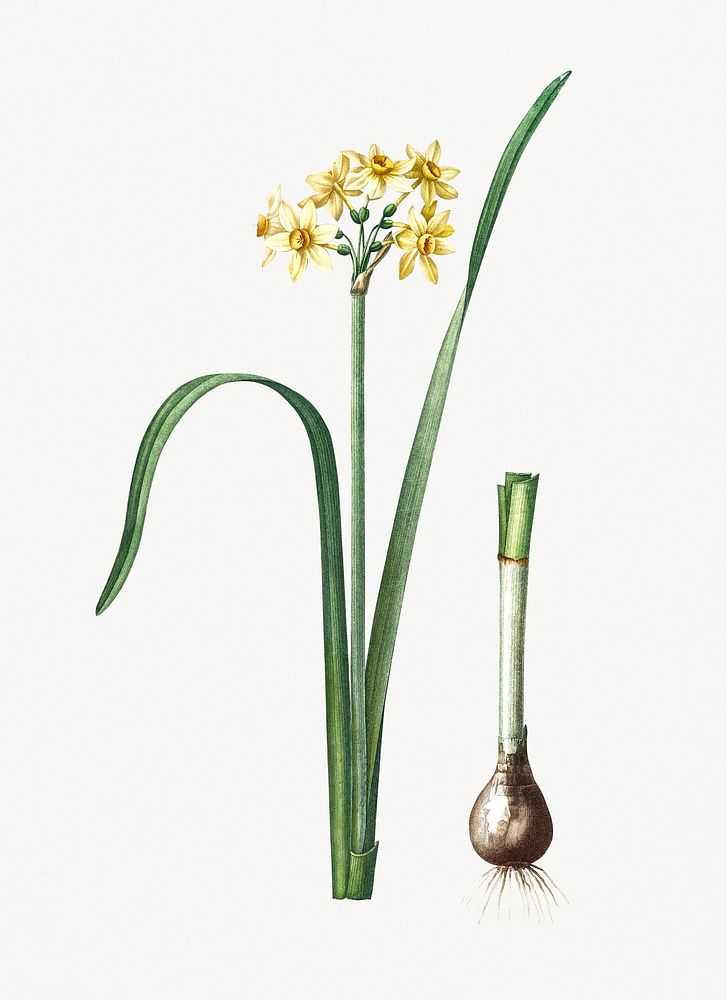 Vintage Illustration of Cowslip cupped daffodil