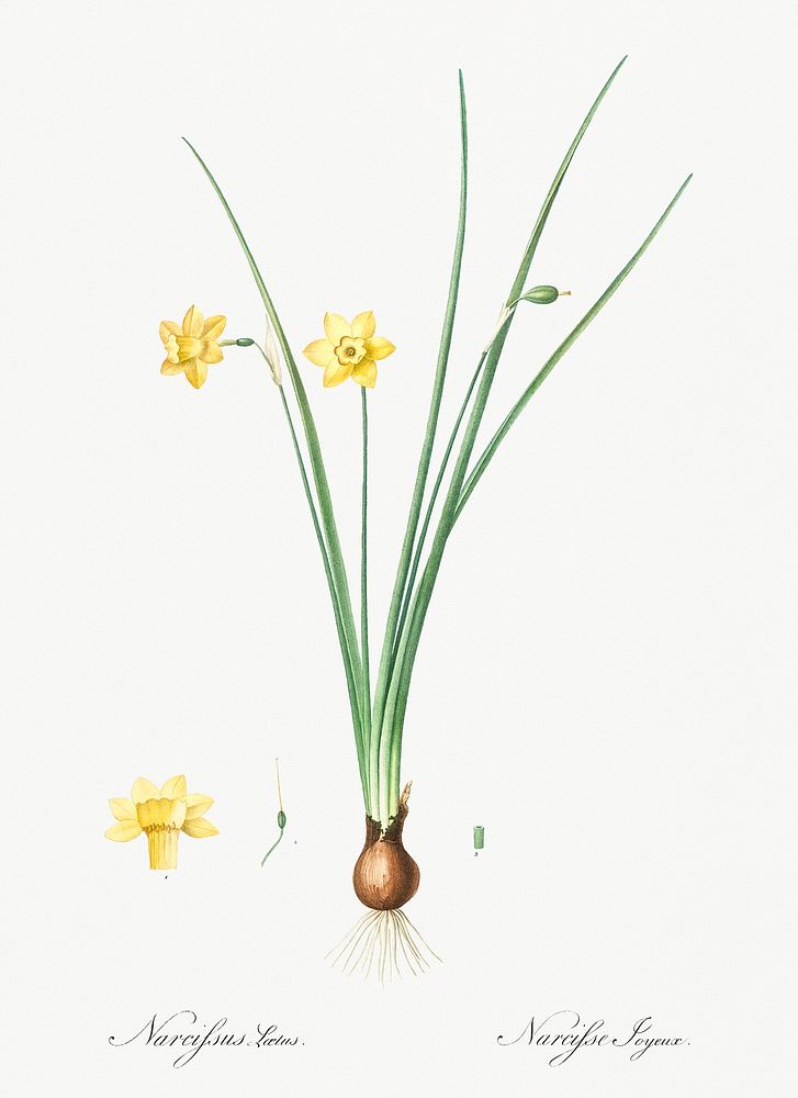 Daffodil illustration from Les liliac&eacute;es (1805) by Pierre Joseph Redout&eacute; (1759-1840). Original from New York…