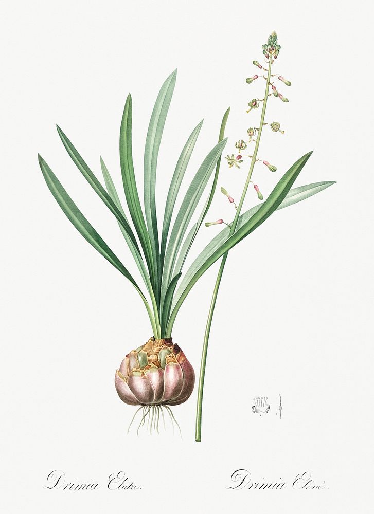 Satin squill illustration from Les liliac&eacute;es (1805) by Pierre Joseph Redout&eacute; (1759-1840). Original from New…