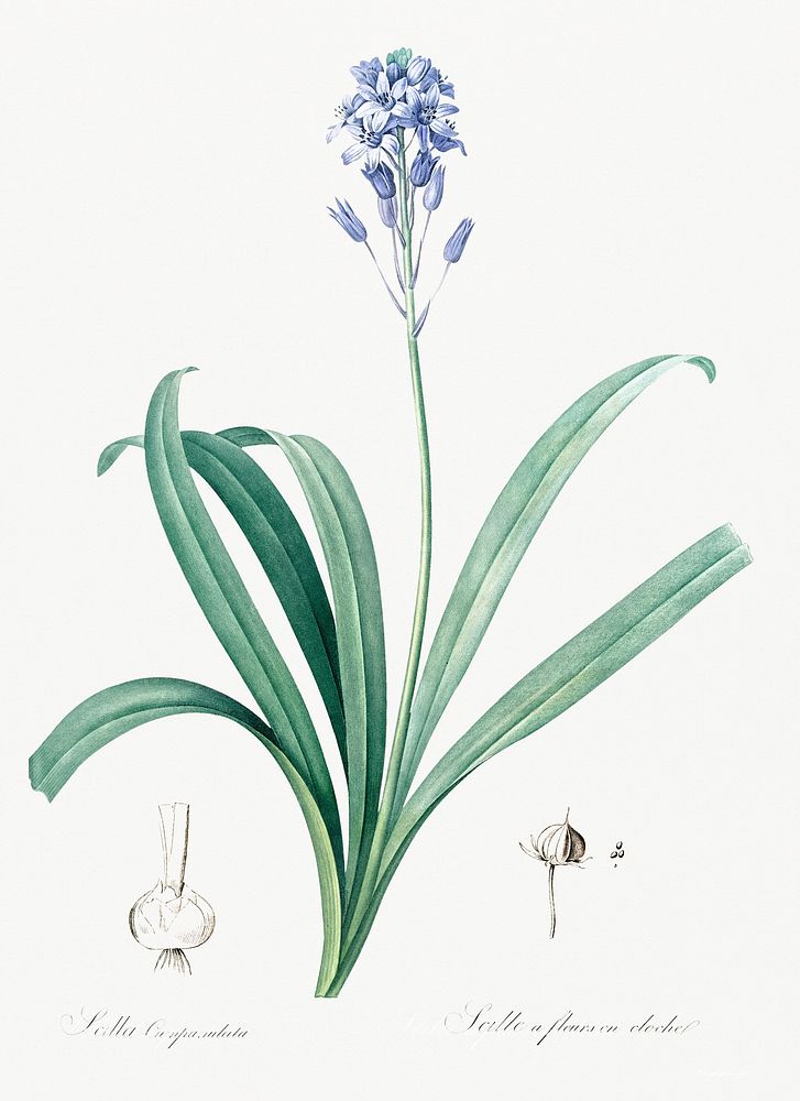Spanish bluebell illustration from Les liliac&eacute;es (1805) by Pierre Joseph Redout&eacute; (1759-1840). Original from…