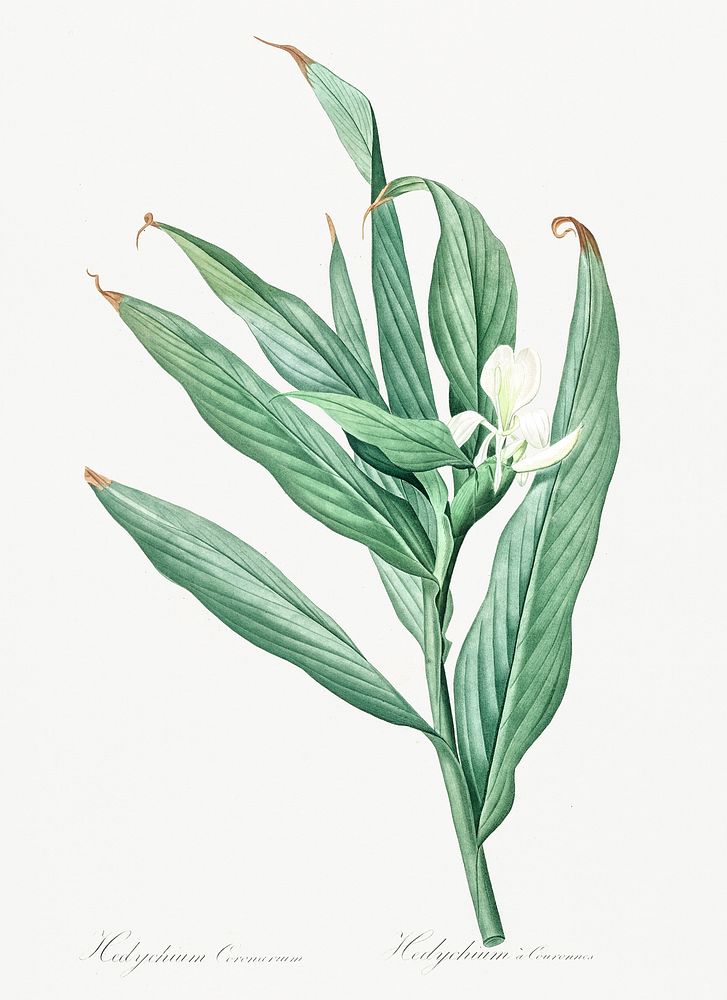 White garland-lily illustration from Les liliac&eacute;es (1805) by Pierre Joseph Redout&eacute; (1759-1840). Original from…
