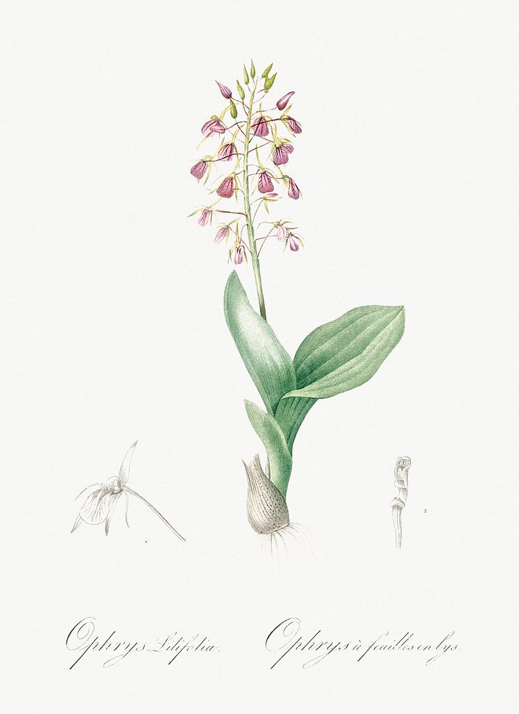 Brown widelip orchid illustration from Les liliac&eacute;es (1805) by Pierre Joseph Redout&eacute; (1759-1840). Original…
