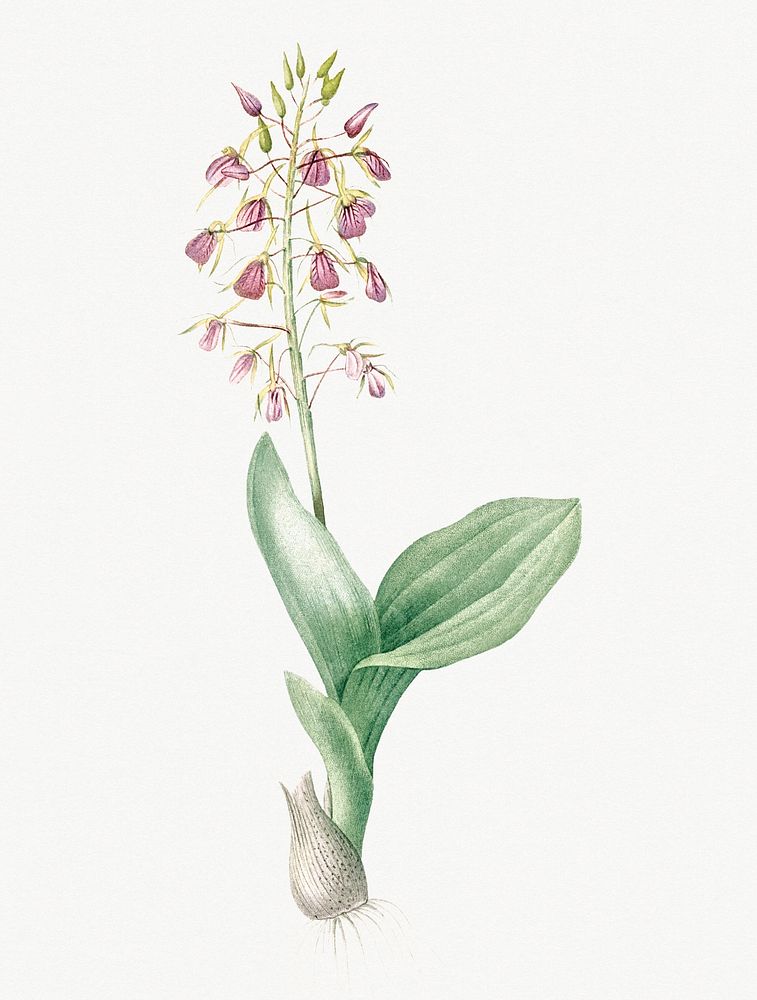 Vintage Illustration of Brown widelip orchid