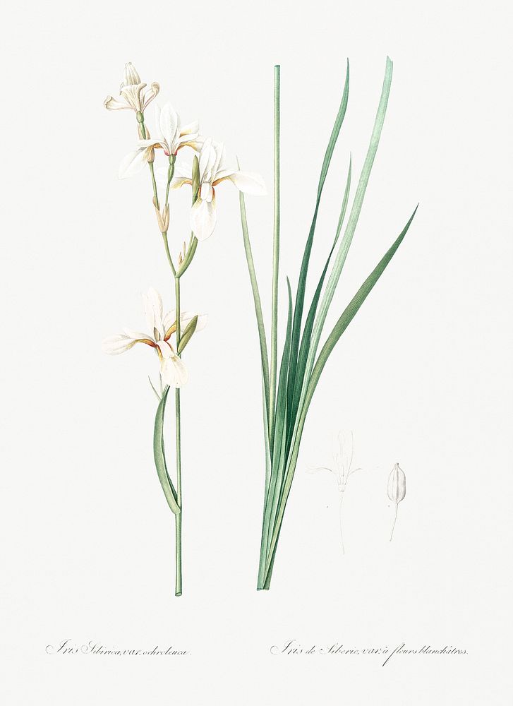 Siberian iris illustration from Les liliac&eacute;es (1805) by Pierre Joseph Redout&eacute; (1759-1840). Original from New…
