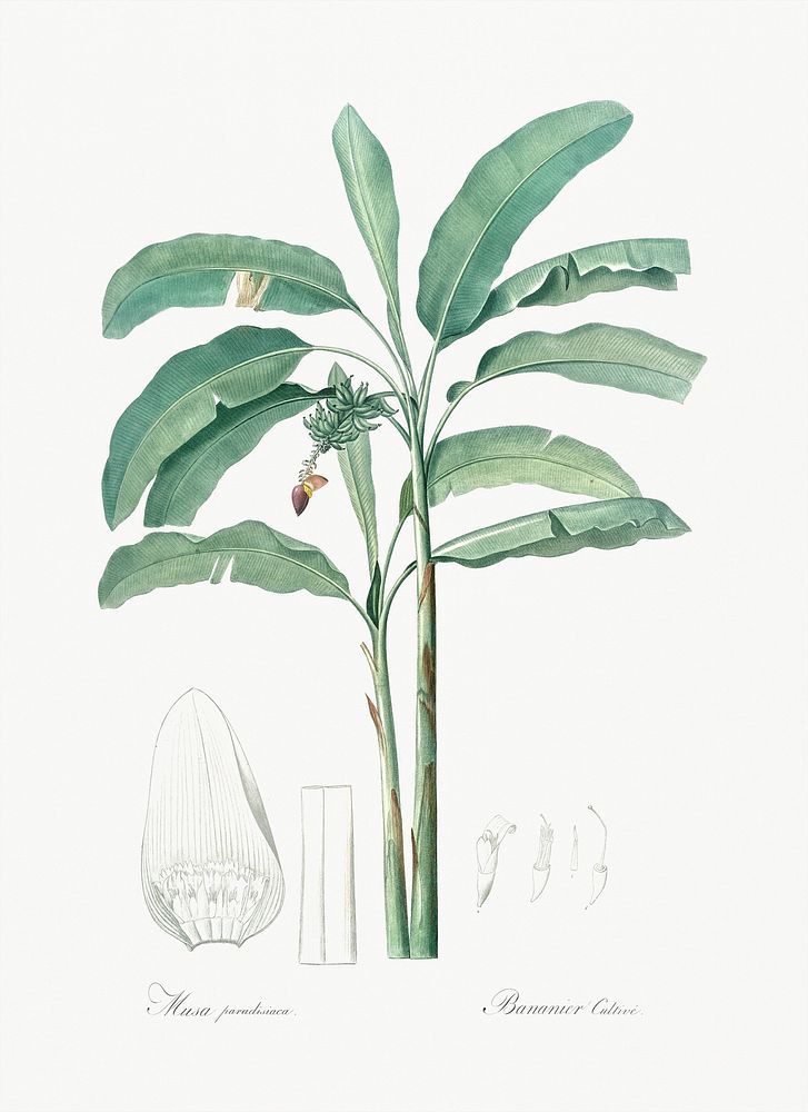 Banana illustration from Les liliac&eacute;es (1805) by Pierre Joseph Redout&eacute; (1759-1840). Original from New York…
