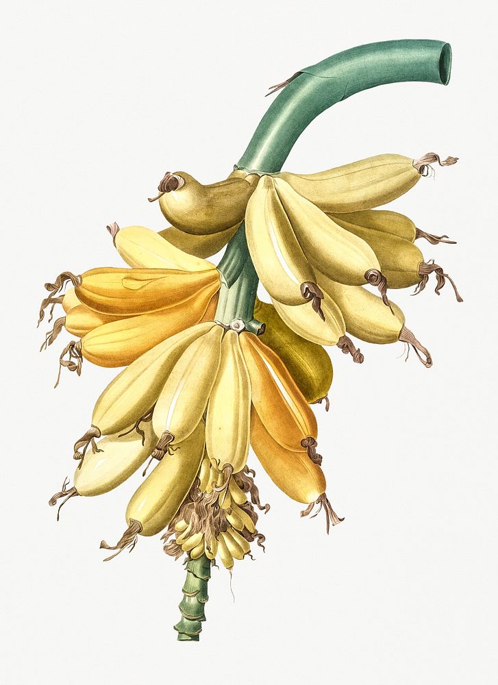Vintage Illustration of Banana