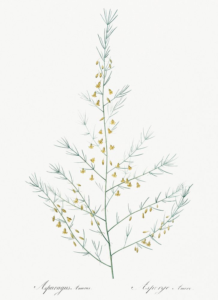 Sea asparagus illustration from Les liliac&eacute;es (1805) by Pierre Joseph Redout&eacute; (1759-1840). Original from New…