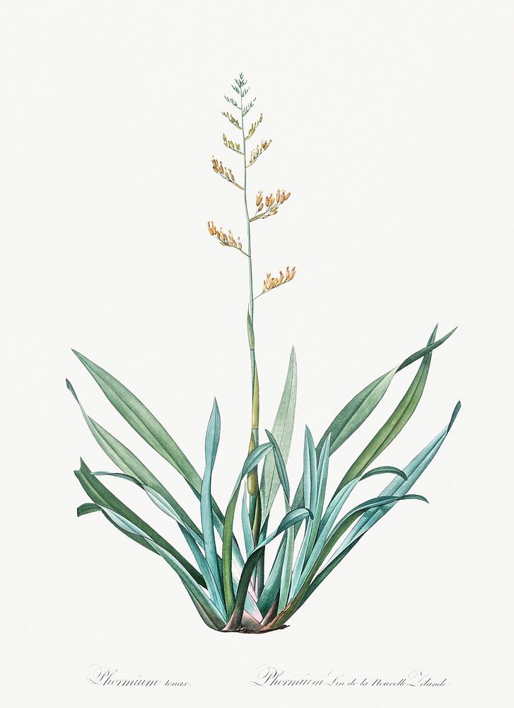 New Zealand flax illustration from Les liliac&eacute;es (1805) by Pierre Joseph Redout&eacute; (1759-1840). Original from…
