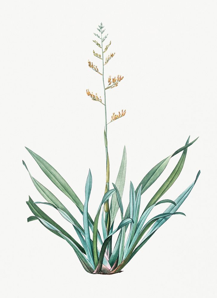 Vintage Illustration of New Zealand flax