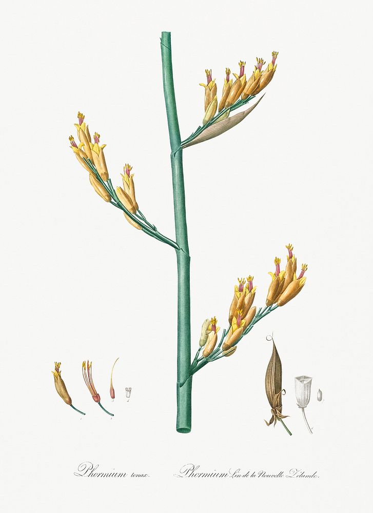 New Zealand flax illustration from Les liliac&eacute;es (1805) by Pierre Joseph Redout&eacute; (1759-1840). Original from…