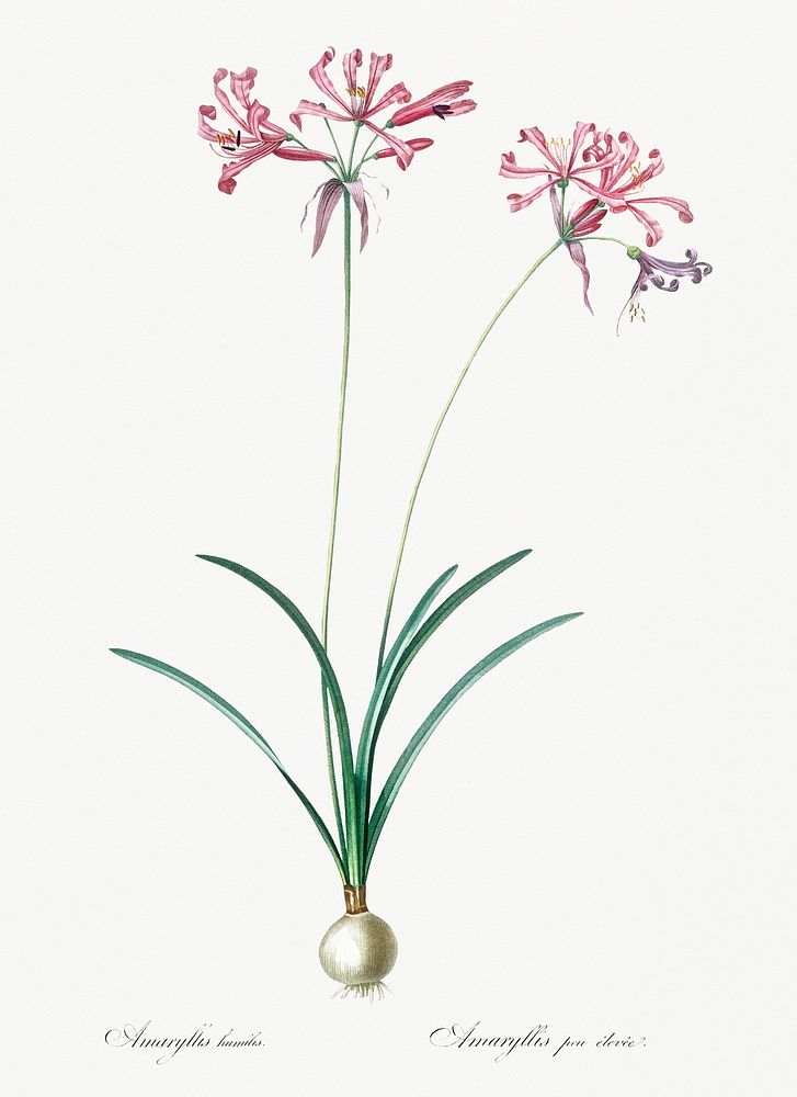 Nerine illustration from Les liliac&eacute;es (1805) by Pierre Joseph Redout&eacute; (1759-1840). Original from New York…