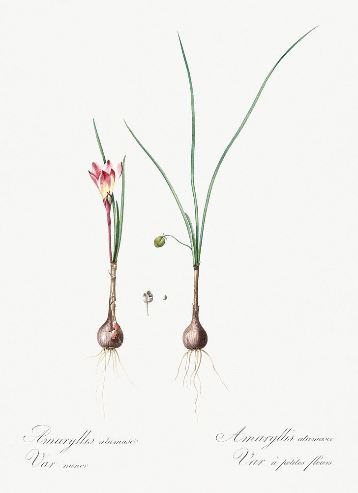 Atamasco lily illustration from Les liliac&eacute;es (1805) by Pierre Joseph Redout&eacute; (1759-1840). Original from New…