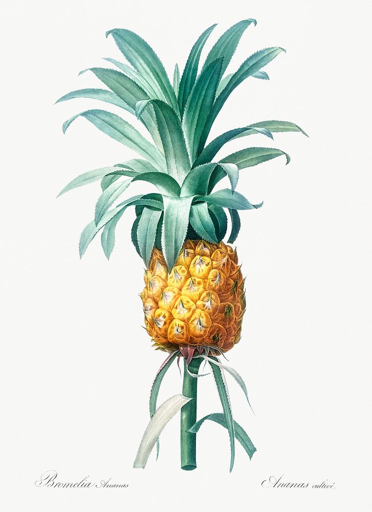 Pineapple illustration from Les liliac&eacute;es (1805) by Pierre-Joseph Redout&eacute;. Original from New York Public…