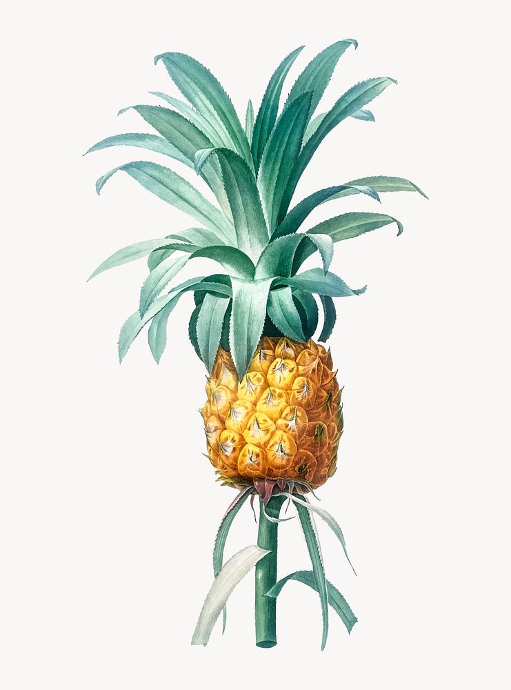 Vintage Illustration of Pineapple