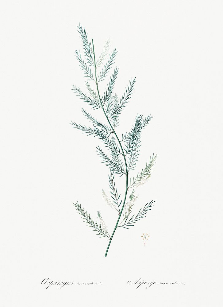 Asparagus sarmentosus illustration from Les liliac&eacute;es (1805) by Pierre Joseph Redout&eacute; (1759-1840). Original…