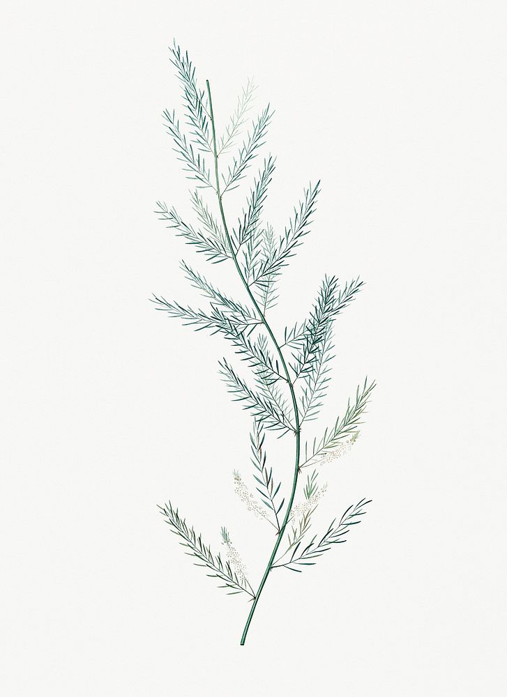 Vintage Illustration of Asparagus sarmentosus