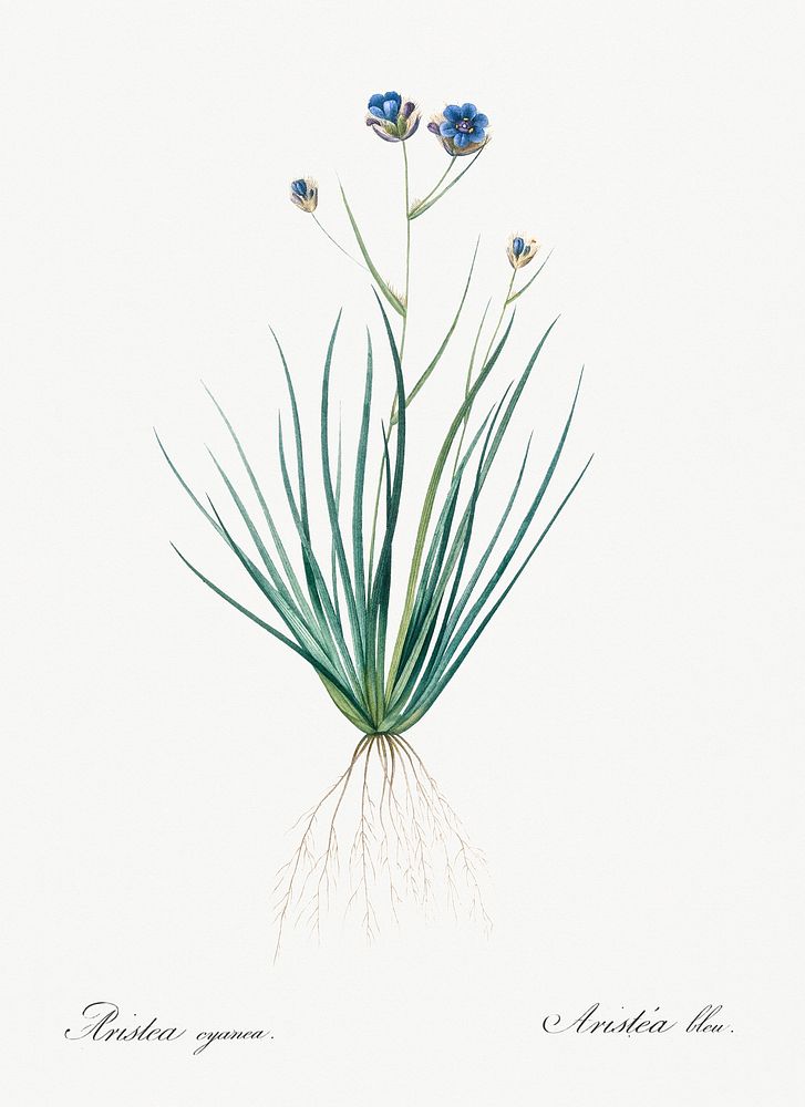 Blue corn-lily illustration from Les liliac&eacute;es (1805) by Pierre Joseph Redout&eacute; (1759-1840). Original from New…