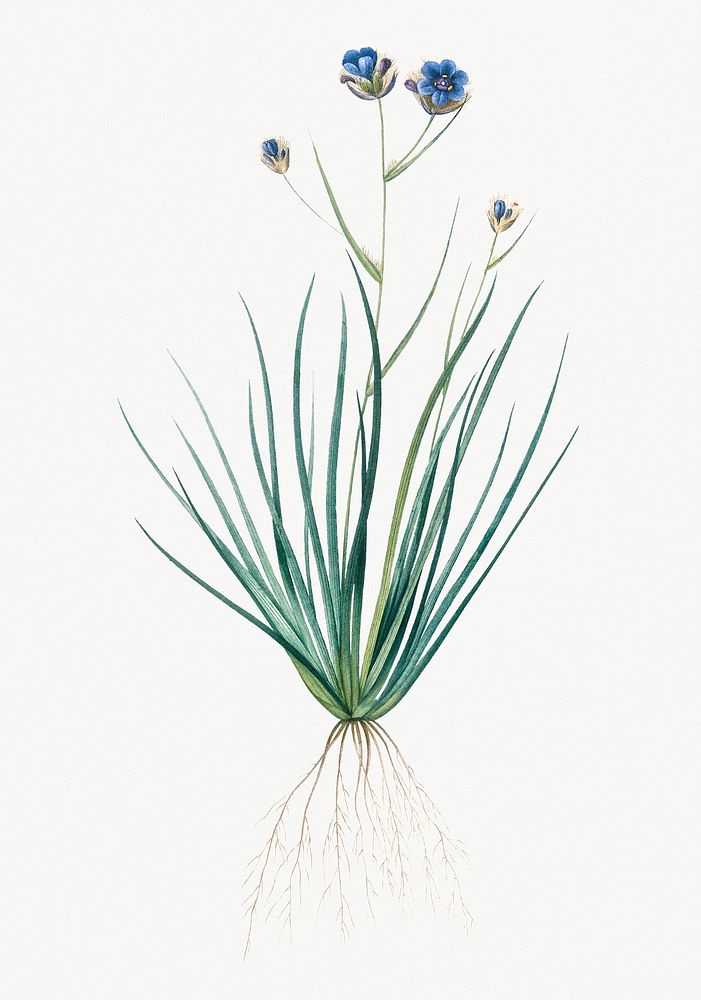 Vintage Illustration of Blue corn-lily